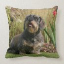 Recherche de à poils durs coussins Photographe canin