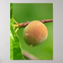 Recherche de duvet posters Doux