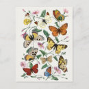 Recherche de insecte cartes postales Papillons