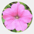 Suche nach petunien aufkleber Blume