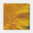 Suche nach gerbera magnete Botanisch