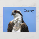 Suche nach raubvogel postkarten Eitelkeit