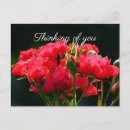 Recherche de rose rouge foncé cartes postales Floral