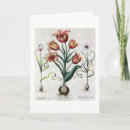 Recherche de tulipa Botanique