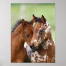 Recherche de foies posters Animal