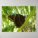 Suche nach blauer morpho schmetterling poster Tiere