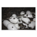 Recherche de crocodiles posters Australien