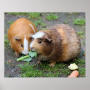 Suche nach hamster poster Ratte