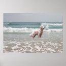 Recherche de golden retriever posters Chien