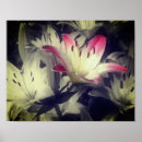 Recherche de lillies posters Pour elle