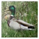 Suche nach stockente fliesen Enten