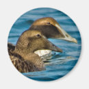 Suche nach allgemein magnete Vogel