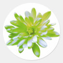 Suche nach blühende blume aufkleber Sonnenblume