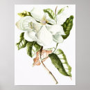 Suche nach vintage magnolie poster Illustration