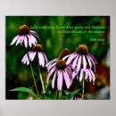 Suche nach echinacea poster Foto