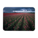 Recherche de tulipes roses magnets Coloré