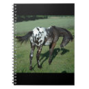 Recherche de appaloosa Ouest