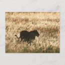Suche nach lioness poster Im freien