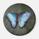 Recherche de papillon bleu magnets Morpho