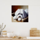 Recherche de coton de tulear art Animal