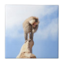 Suche nach lustiger affe fliesen Primat