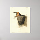 Recherche de hirondelle de grange Hirundo rustica