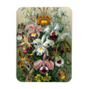 Suche nach haeckel magnete Orchideen
