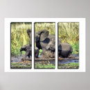 Suche nach lustiger elefant poster Afrika