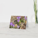 Recherche de crocus Printemps