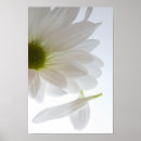 Recherche de marguerite blanche posters Pour elle