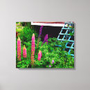 Suche nach lupinen poster leinwandbilder Fotografie