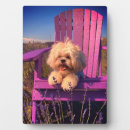 Recherche de shih plaques Chien