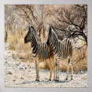 Suche nach zebra poster Landschaft