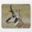 Recherche de antilopes tapis souris Chasse