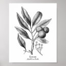 Suche nach antike botanische illustration poster Blume