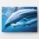 Recherche de dauphin plaques Sous la mer