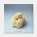 Suche nach meerschweinchen magnete Tiere