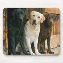 Recherche de labrador retriever noir tapis souris Chiot