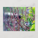Recherche de moineaux cartes postales Sauvage
