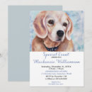 Recherche de beagles invitations Amoureux des chiens