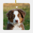 Suche nach schäferhund im schnee ornamente Foto