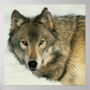 Recherche de photographie de loup posters Animaux