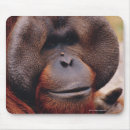 Suche nach primat elektronik zubehör Portrait