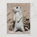 Recherche de squirrel cartes postales Rongeur