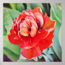 Recherche de tulipe photographie Jardin