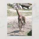 Recherche de girafe photo cartes postales Pour tous