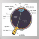 Suche nach medizinisches diagramm poster Menschlich
