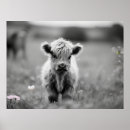 Suche nach cow poster Hochland