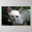 Recherche de minou blanc Chat