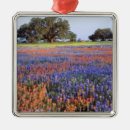 Suche nach lupinen ornamente Malerisch